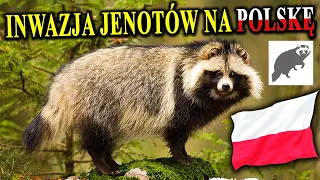 Inwazja Jenotów Na Polskę - JENOT - Pies Inwazyjny