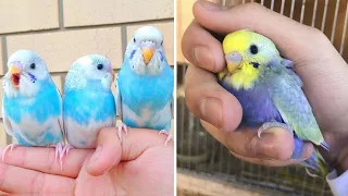 Baby Animals 🔴 Funny Parrots and Cute Birds Compilation (2022) Loros Adorables Recopilación #6