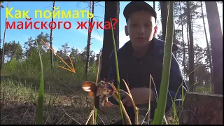 Как ловить майских жуков?