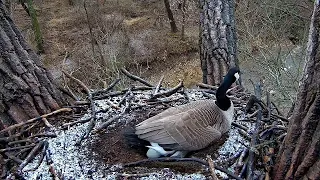 March 24, 2022: A Canada Goose egg in the Decorah Eagles nest!