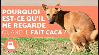 Pourquoi est-ce que mon chien me regarde quand il fait ses besoins ?