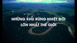 Những khu rừng nhiệt đới lớn nhất thế giới