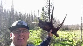 MOOSE MANIA 2! Colorado DIY Backcountry Moose Sheds!