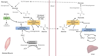 Glucose-Alanine Cycle | Cahill Cycle | Nitrogenous Waste Transport and Removal