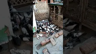 Haltu pigeon robin