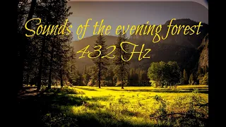 Evening forest / 432 HZ / Frequency of happiness /Звуки вечернего леса / 432Гц / Звуки счастья