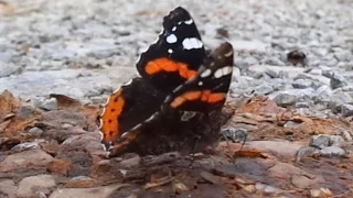 Butterfly: Red Admiral (Vanessa atalanta) use its proboscis / Schmetterling: Admiral