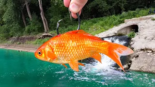 The COOLEST Fish That I've EVER Caught!!! (Surprise Catch!)