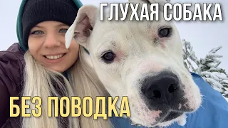 ГЛУХАЯ СОБАКА ГУЛЯЕТ БЕЗ ПОВОДКА | СТАФФОРД РОККИ СЧАСТЛИВ | DEAF DOG WALKS WITHOUT A LEASH