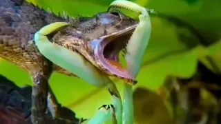 Praying mantis vs lizard fight commentary by Joe Rogan and bill burr