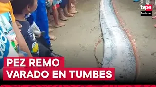 Tumbes: pez remo quedó varado en playa y alarmó a pobladores