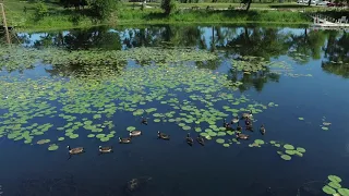 Marquette Park Lagoon   July 2020