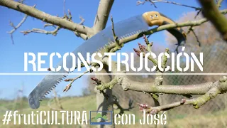 Poda de RECONSTRUCCIÓN 🌿 Cómo pasar de un árbol de pie bajo a pie alto 🌳 frutiCULTURA #LdN