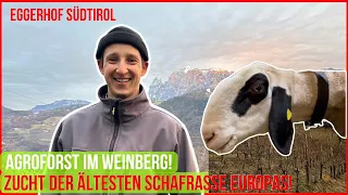 Eggerhof, Agroforst  im Weinberg und Europas älteste Schafrasse | Regenerativ in Südtirol