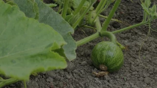 Summer Squash Growing Time Lapse