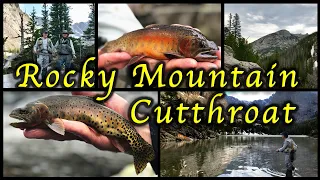 Fly Fishing Rocky Mountain National Park: Cutthroat Trout (Estes Park)