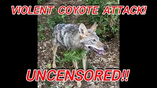 Vicious Coyote Attack! UNCENSORED! Victim Survives by Playing Dead! GRAPHIC Footage! Bonus Episode!