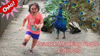 Funny PETS Peacock Attacking People - Funniest Animals Videos 2019 P1 - Cute Pets