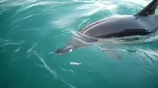 Крым.Севастополь.Боевые дельфины.
