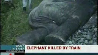 India #08 - Elephant killed by train - 05.10.2008