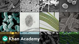 Prokaryotic Cells | Cell: The Unit of Life | Biology | Khan Academy