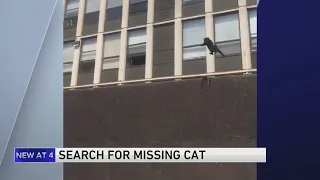 Search continues for 'Hennessey' the cat who walked away from scary fall in Englewood