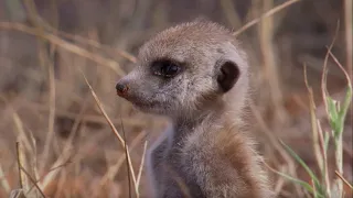 Snake-bitten Meerkat Returns Home | BBC Earth