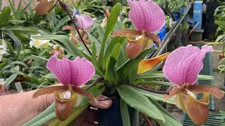 Colourful Paphiopedilum’s in the Paph greenhouse - Oct 2023 @Eliteorchids