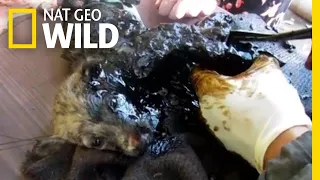 Three Puppies Get Stuck in Black Tar—Watch What Happens Next | Nat Geo Wild