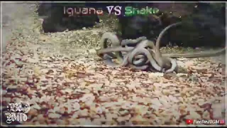 The Iguana the freaking💥 survivor against Snake🐍