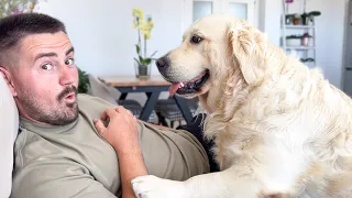 Golden Retriever Demands Attention from Human Dad!