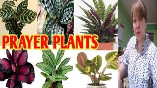 CALATHEA VARIETIES /PRAYER PLANTS/MARGIE PULIDO VLOGS