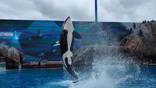 Orca Encounter April 12th 2024