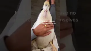 Funny animal videos I found on Instagram and Tiktok #shorts