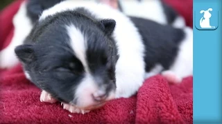 5 Day Old Pomeranian Puppies Breast Feeding - Puppy Love