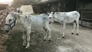 Donkey Meeting | Donkeys Meeting In Village