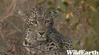 WildEarth - Sunrise Safari -  23 September 2023