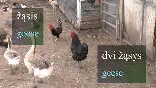 LITHUANIAN LESSON 106 - IN A FARM - Ūkyje