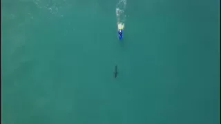 Great white shark spotted at surfing event in Jeffrey's Bay