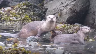 River Otters in the Sea!