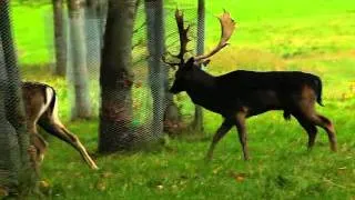 Fallow deer in Pheonix Park Dublin