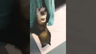 Ferret trying to steal towel