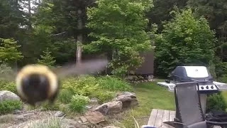 Camera Attacked by Bee (Bee flys into camera)