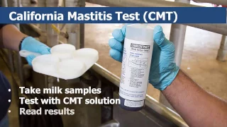 California Mastitis Testing for Dairy Cows