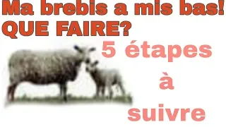 MA BREBIS A MIS BAS QUE FAIRE? En français