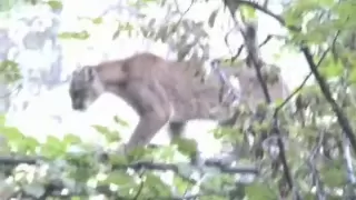 Yosemite Mountain Lion vs. Coyote