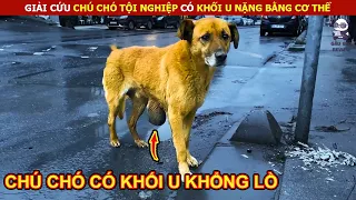 Giải Cứu Chú Chó Tội Nghiệp Có Khối U Khổng Lồ  || Review Con Người Và Cuộc Sống (P11)