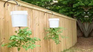 How To Grow Ton Of Tomatoes Upside Down