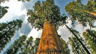 World tallest tree