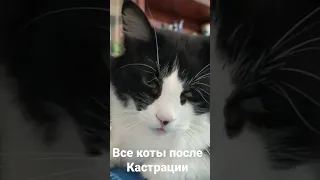 Все коты после Кастрации 🤣 #shorts #кот